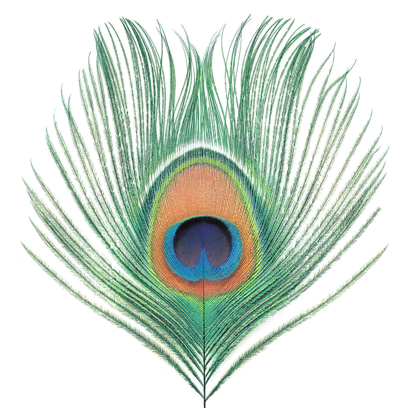 XTC - Apple Venus - NEW vinyl record for sale
